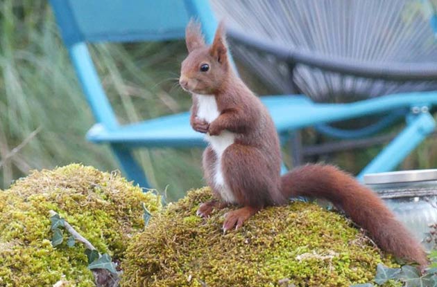 Notre petit &eacute;cureuil