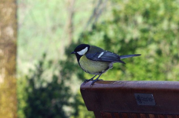m&eacute;sange au jardin