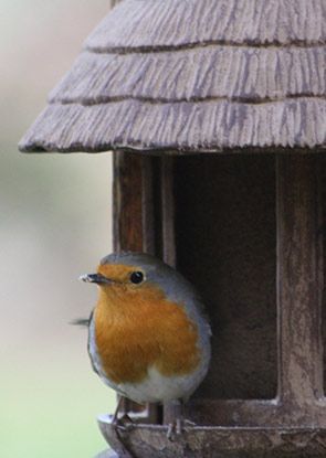 rouge gorge