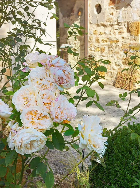 jardin fleuri