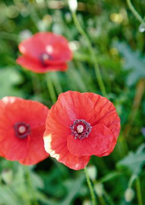 Ecologie et biodiversit&eacute;