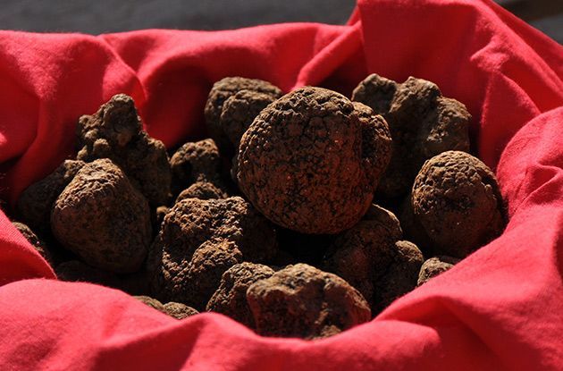Know everything about truffles