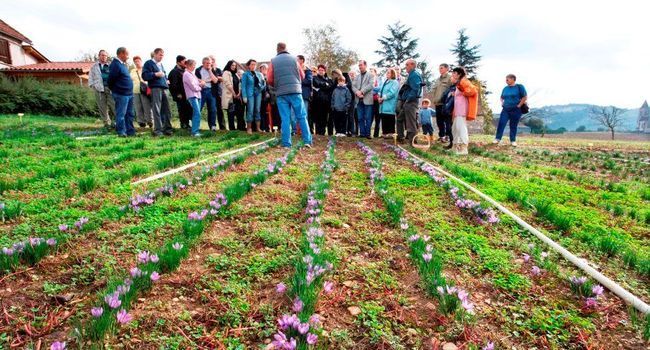 Fête du safran