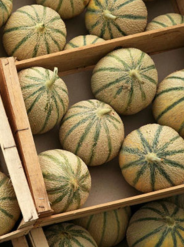 Melon du Quercy