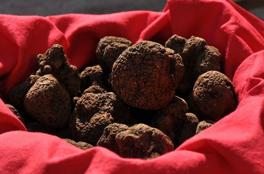 Know everything about truffles